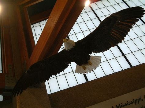 stuffed bald eagle American Mary, Taxidermy, Balding, Bald Eagle, Layout, Grade, Ideas, Page ...