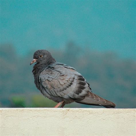 Close-up Photo of a Pigeon · Free Stock Photo