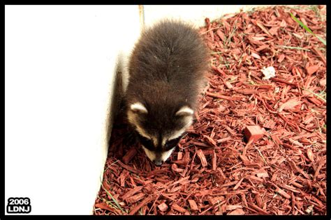 Baby Raccoon Feeding 1 of 7 by LarryDNJR on DeviantArt