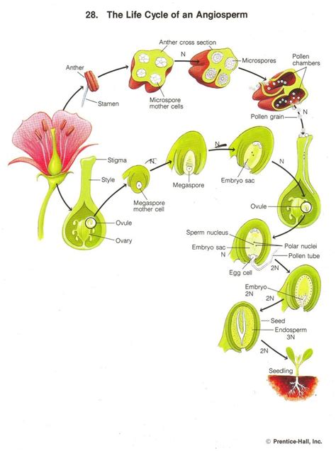 17 Best images about Montessori botanique on Pinterest | Montessori, Plants and Botany books