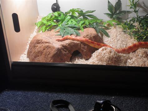 Corn Snake Habitat. - Instructables