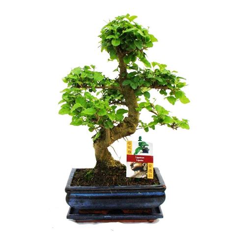 Chinese Privet Ligustrum Sinense Bonsai Flowering Plant Living Room ...