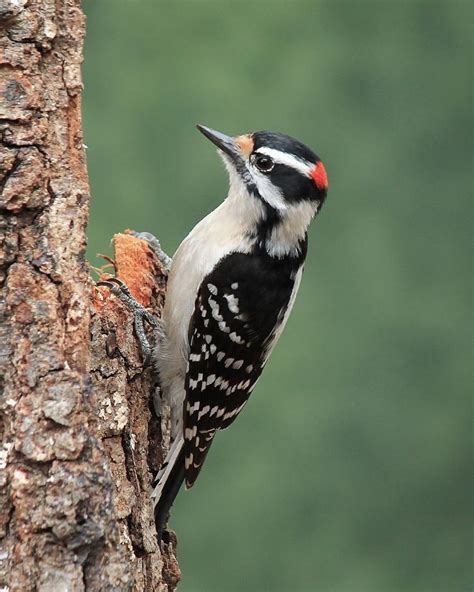 Types of Woodpeckers in Alabama – Nature Blog Network