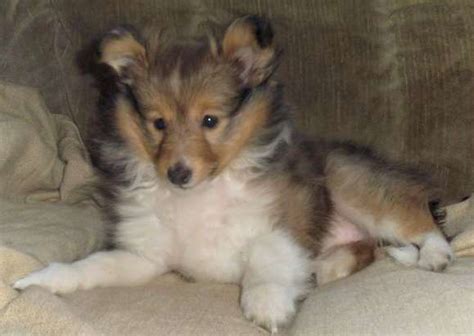 How to Housetrain a Sheltie Puppy | Sheltie Planet