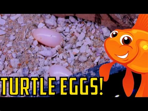 New Turtle Eggs! Thank you! 40,000 Subscribers Musk Turtle Breeding Success | Aquariums & Water ...