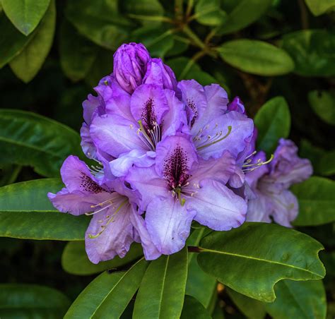 Purple Rhododendron Flowers Photograph by Marv Vandehey - Fine Art America