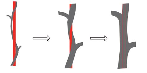 | Inosculation process of the shoot tip and the pole (credit: L. Höpfl ...