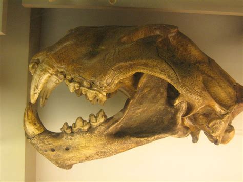 The Cuddlywumps Cat Chronicles: National Fossil Day: The Big Cats of Pleistocene Park