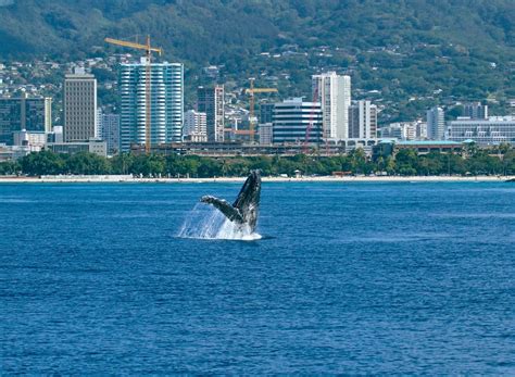 Majestic Whale Watching Cruise | Hawaii Tours and Activities