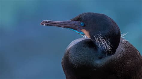 Brandt's Cormorant | Audubon Field Guide