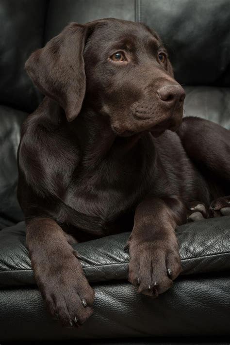 4 month old chocolate lab #labradorpuppy | Pictures with man's best friend | Dogs, Labrador, Lab ...