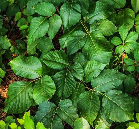 How to Identify Poisonous Plants in the Garden | Balcony Garden Web