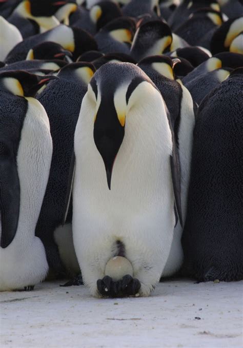 Male emperor penguins are good dads | Earth | EarthSky