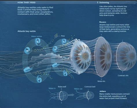 Look at the graphic JPG List and describe 3 methods of jellyfish ...