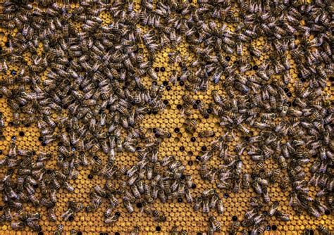 Swarm Of Honey Bees · Free Stock Photo