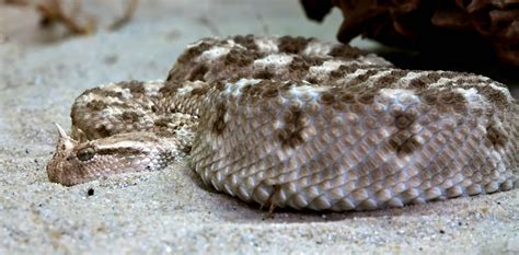 Venomous Viper Snake image - Free stock photo - Public Domain photo - CC0 Images