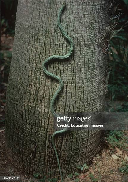 540 Flying Snake Stock Photos, High-Res Pictures, and Images - Getty Images