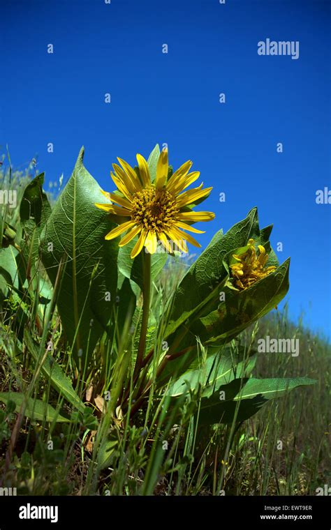 Mule ears wildflowers, Rancho San Antonio County Park, California Stock ...