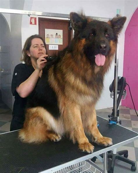 Giant German Shepherd