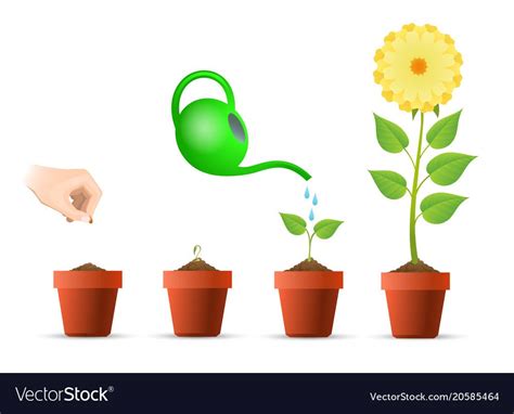 Plant growing stages in pot vector image on VectorStock in 2020 | Vector free, Vector, Vector ...