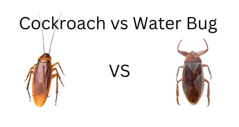 Difference between Water Bug And Cockroach? Unraveling the Mystery