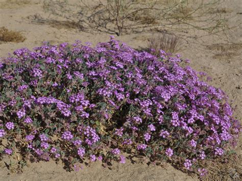 Sand Verbena – Native-Seeds-Search