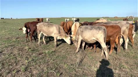 48 head of Charolais, Charolais Cross, Red Angus cross and crossbred bred cows with six calves ...