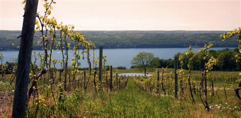 The 10 Best Wineries on Seneca Lake to Visit - Choice Wineries