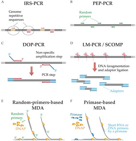 IJMS | Free Full-Text | DNA Polymerases for Whole Genome Amplification: Considerations and ...