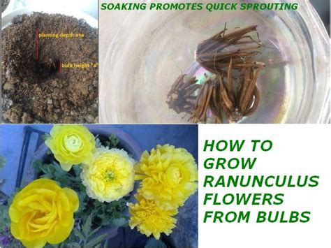 how-to-grow-ranunculus-from-bulb | GARDENING FOR BEGINNERS