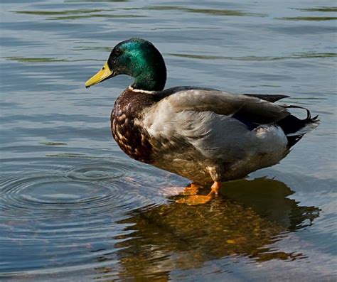 Mallard - The Australian Museum