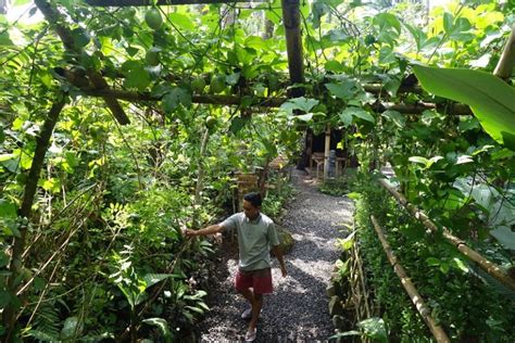 Kopi Luwak Tasting at Alas Harum Agro Tourism – Scenes From Nadine