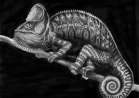 Detailed Ink Animal Drawings-8 – Fubiz Media