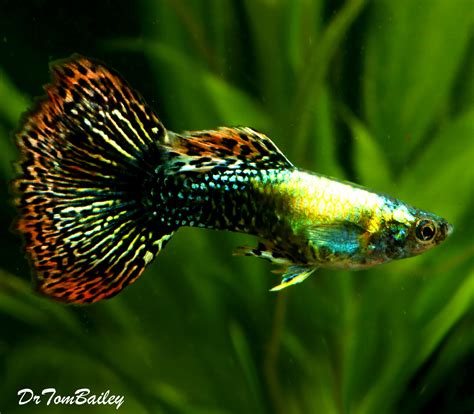 Premium MALE Fancy Guppies in Assorted Colors