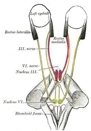 The Abducent Nerve - Human Anatomy