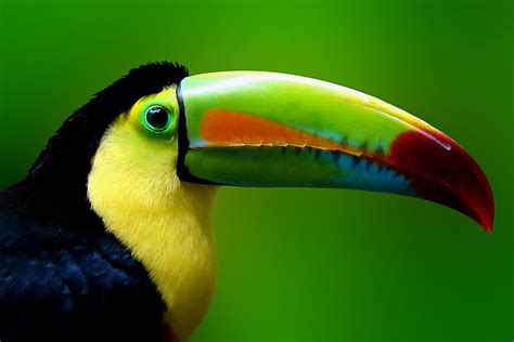 "CHANNEL BILLED TOUCAN" by Michael Sheridan | Redbubble