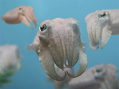 Absurd Creature of the Week: Cross-Dressing Cuttlefish Puts on World’s Most Spectacular Light ...