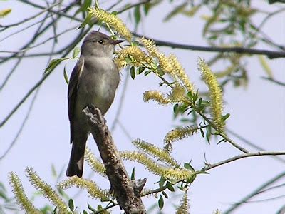 Birding Is Fun!: eBird Maps - Western Wood-Pewee Migration Pattern