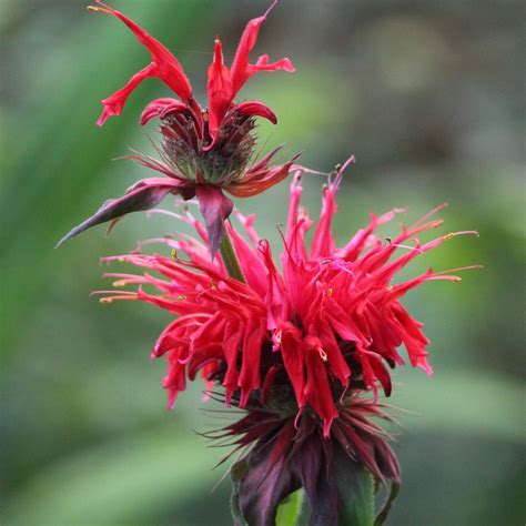 Monarda 'Cambridge Scarlet', Bergamot 'Cambridge Scarlet' in GardenTags plant encyclopedia