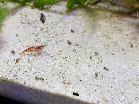 My first baby shrimp! : r/shrimptank