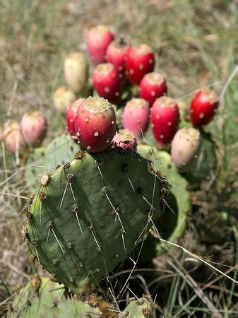 Cactus Definition, Types & Flowers | Study.com