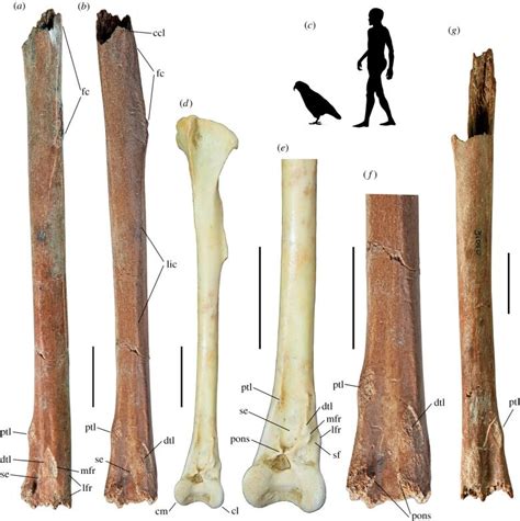 Scientists discover fossils of giant parrot | CBC News