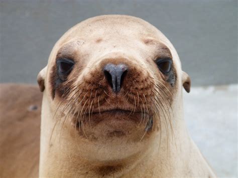 Toxin causes record numbers of sea lions to become stranded on beaches