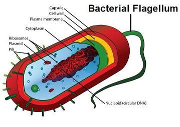 Bacterial Flagellum: Irreducibly Complex? - BioLogos