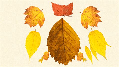 An animated lesson made from autumn leaves | TED Blog