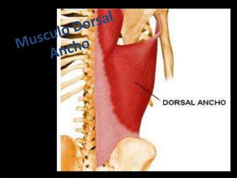 Musculo dorsal ancho