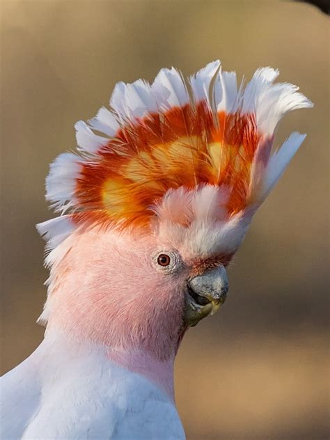 Parrots Place | Cacatua Inca – Cacatua l. leadbeateri