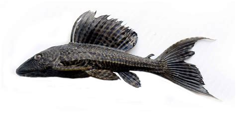 Armored Catfish