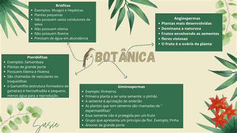 Mapa Mental sobre Botânica - Docsity