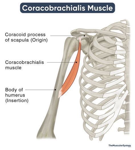 Coracobrachialis Muscle - Action, Origin, Insertion, & Diagram